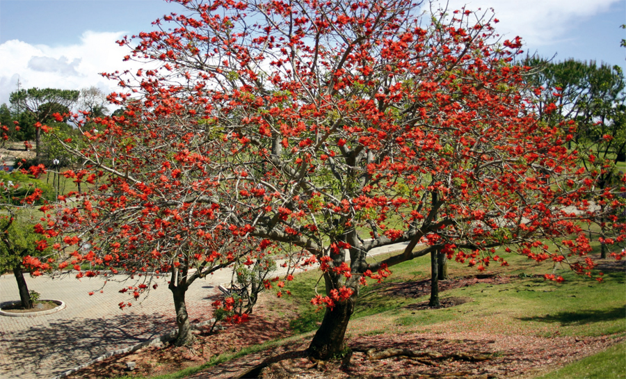 Parque Celestino Mutis detalle 2