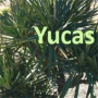 Yucas