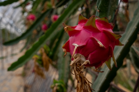 20200916-Plantacion Pitaya 03