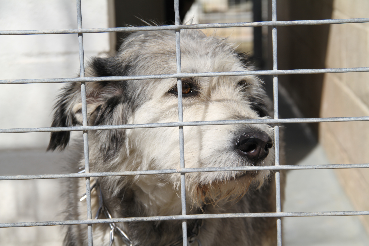 triple Viscoso Deber Diputación hace un llamamiento a la adopción de perros abandonados a través  de su Centro Provincial de Animales
