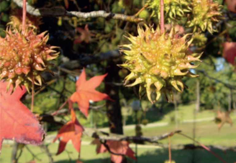 Parque Celestino Mutis detalle 1