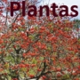 Plantas