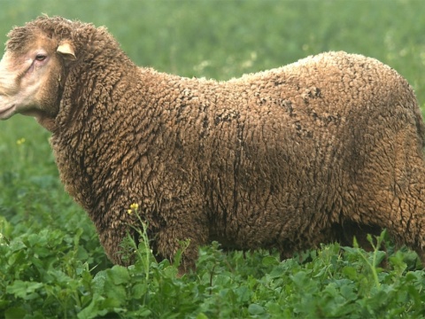 carnero raza merina