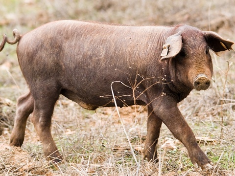 Lechón Silvela