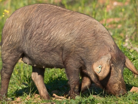 Marrana Torbiscal