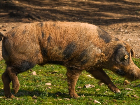 Verraco manchado de Jabugo