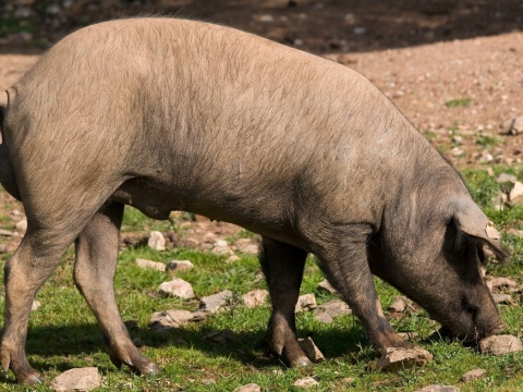 Verraco Silvela