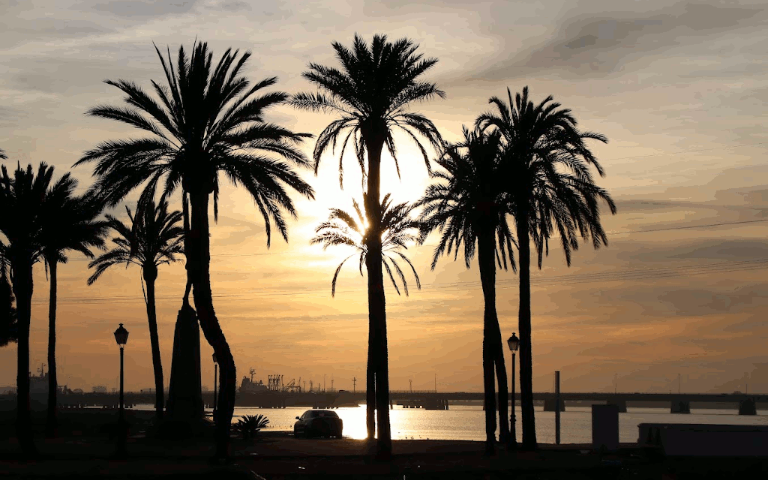 palmeras