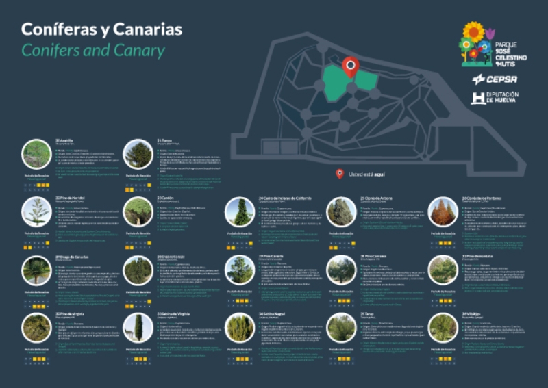 Coníferas