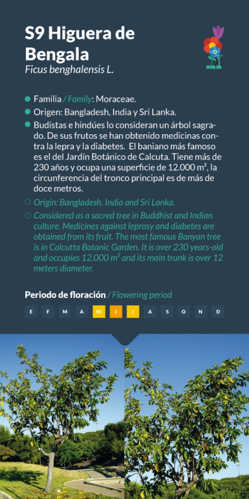 Higuera de Bengala