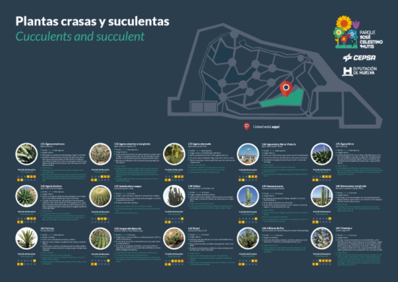 Plantas crasas y suculentas