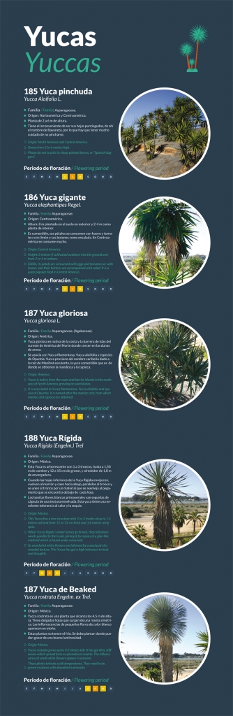 Yucas